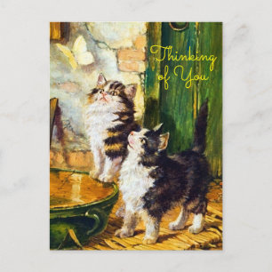 Cartão Postal Gatos Curiosos Vintage Borboleta Pensando em Você