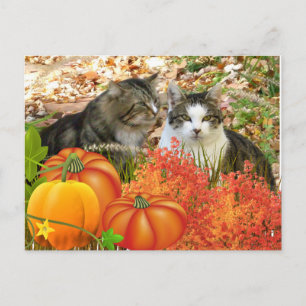 Cartão Postal Gatos da Temporada de Outono e Abóboras