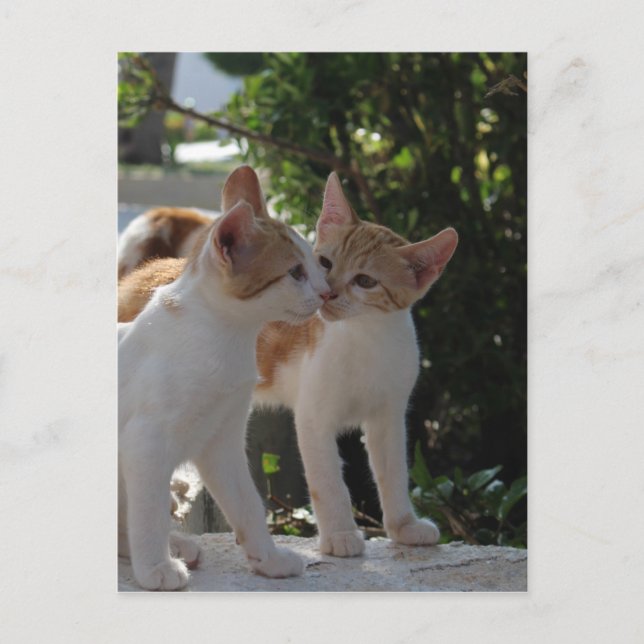 Cartão Postal Gatos De Beijo (Frente)