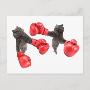 Cartão Postal Gatos de boxe engraçados