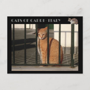 Cartão Postal Gatos de Capri, gato-de-laranja-vermelho - Itália
