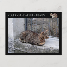 Cartão Postal Gatos de Capri, gato-de-mesa - Itália