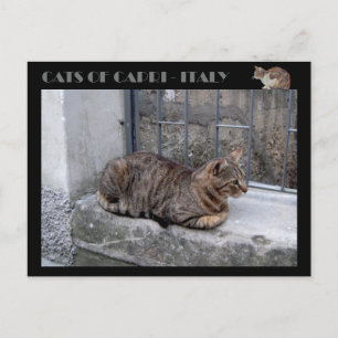 Cartão Postal Gatos de Capri, gato-de-mesa - Itália