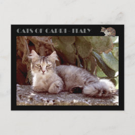Cartão Postal Gatos de Capri - Itália