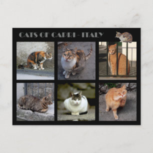 Cartão Postal Gatos de Capri - Itália