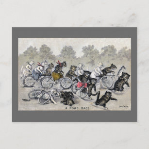 Cartão Postal Gatos De Corrida Bicicleta