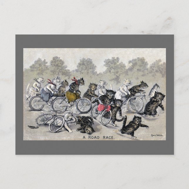 Cartão Postal Gatos De Corrida Bicicleta (Frente)