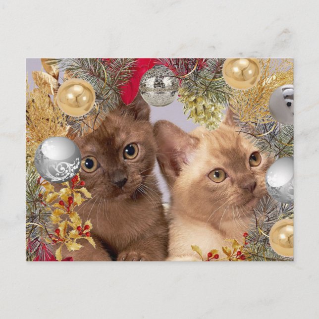 Cartão Postal Gatos de Natal Feriado  (Frente)