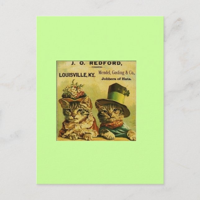 Cartão Postal Gatos do rico (Frente)