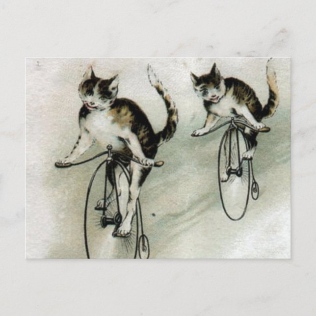 Cartão Postal Gatos do vintage em bicicletas (Frente)