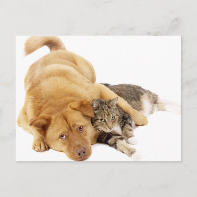 Cartão Postal Gatos e Cães (Frente)