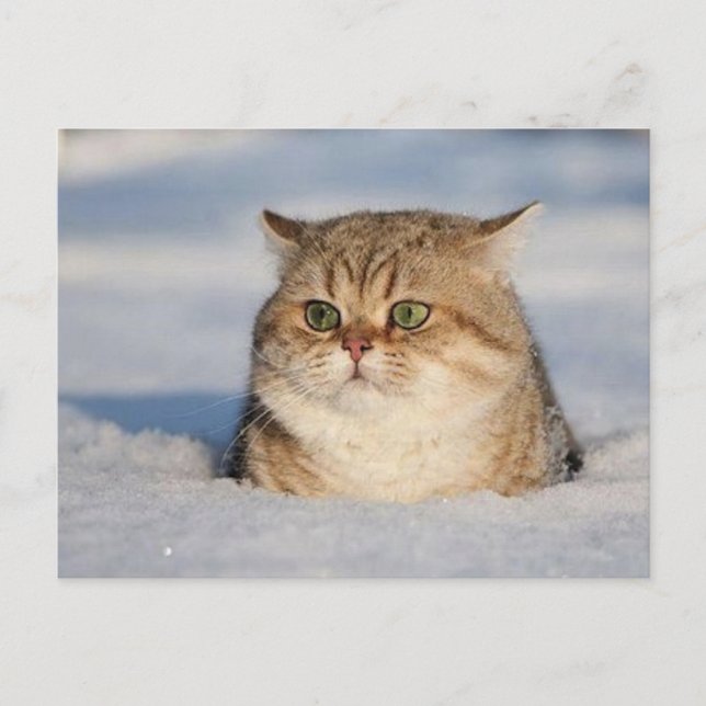 Cartão Postal gatos_e_neve7 (Frente)