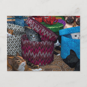 Cartão Postal Gatos Em Caixas