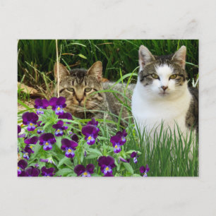 Cartão Postal Gatos em Flor/Arte Coletiva