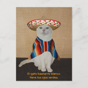 Cartão Postal Gatos Engraçados em Sombreros para Divertimento ou