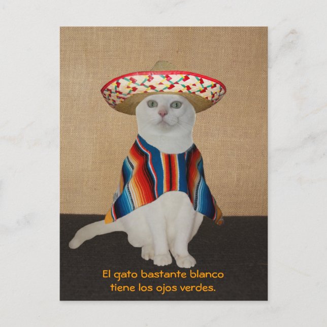 Cartão Postal Gatos Engraçados em Sombreros para Divertimento ou (Frente)