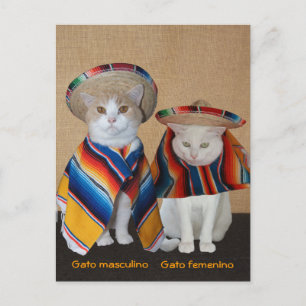 Cartão Postal Gatos Engraçados em Sombreros para Divertimento ou