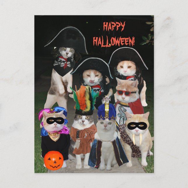 Cartão Postal Gatos Engraçados Prowing no Halloween (Frente)