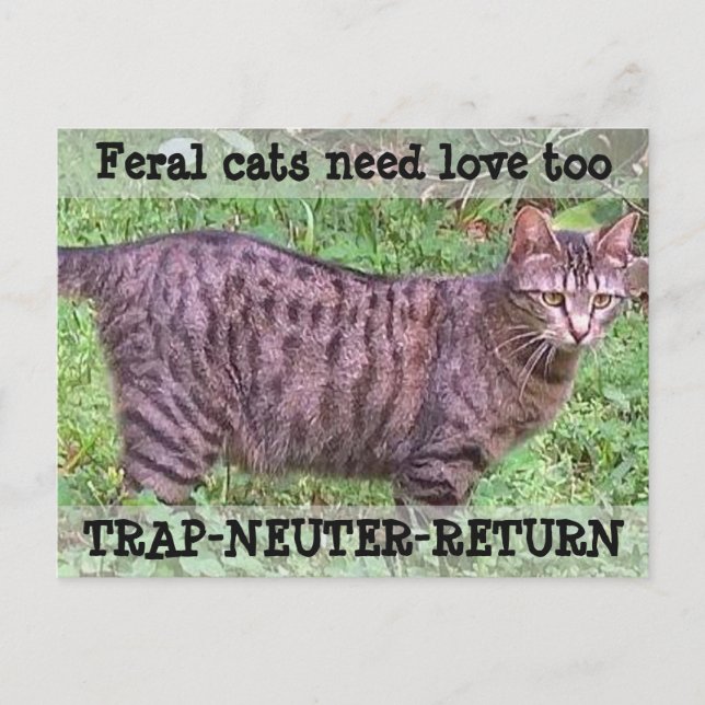 Cartão Postal Gatos Feral Precisam De Amor Também - Gato De Tabb (Frente)