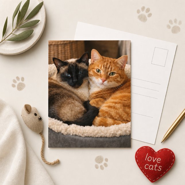 Cartão Postal Gatos Fofos Siameses e Gingers  (Criador carregado)