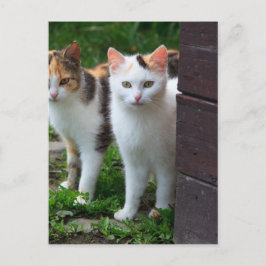 Cartão Postal Gatos fora brincando