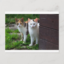 Cartão Postal Gatos fora brincando