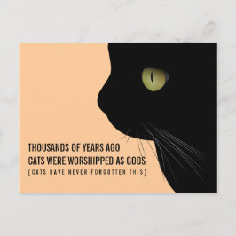 Cartão Postal Gatos foram adorados como Cartão-Postal Engraçado 