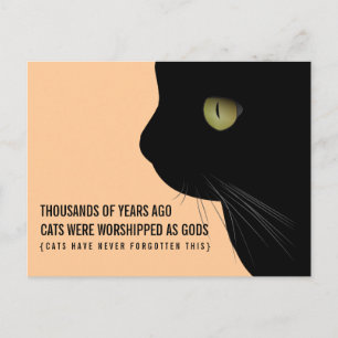 Cartão Postal Gatos foram adorados como Cartão-Postal Engraçado