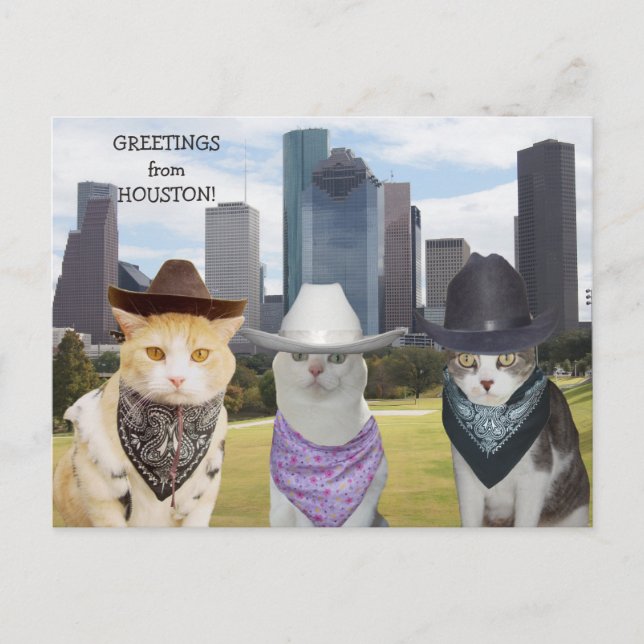 Cartão Postal Gatos/Gatinhos engraçados saudações de Houston (Frente)