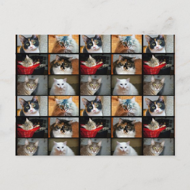 Cartão Postal Gatos Gatos Gatos (Frente)