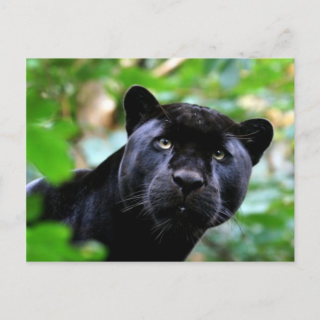 Cartão Postal Gatos Grandes - 4 (Frente)