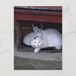 Cartão Postal Gatos Irlandeses Se Abriram Num Dia De Chuva Na Ir