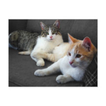 Gatos Irmãos & Irmãs