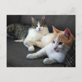 Cartão Postal Gatos Irmãos & Irmãs