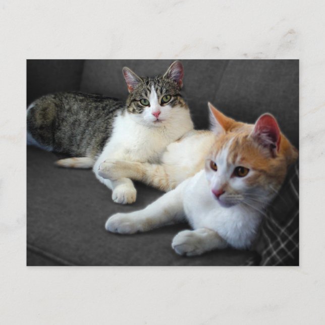 Cartão Postal Gatos Irmãos & Irmãs (Frente)