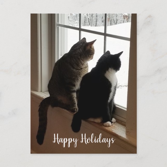 Cartão Postal Gatos na janela (Frente)