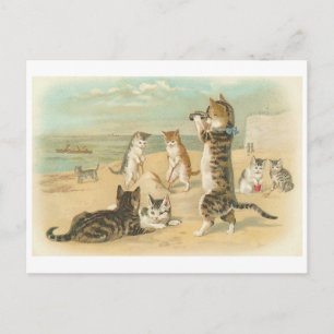 Cartão Postal "Gatos na praia"