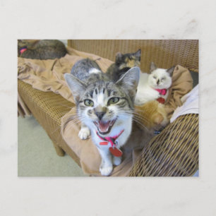 Cartão Postal Gatos no sofá