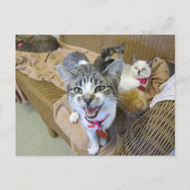 Cartão Postal Gatos no sofá (Frente)