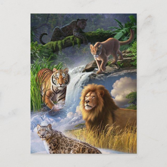 Cartão Postal Gatos Selvagens (Frente)