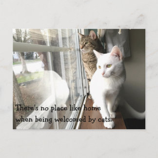 Cartão Postal Gatos sentados pela janela
