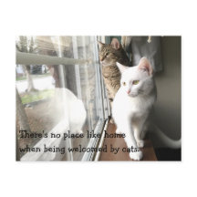 Gatos sentados pela janela