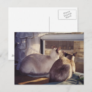 Cartão Postal Gatos Siameses Dois na Janela (2)