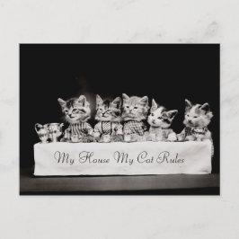 Cartão Postal Gatos Vintage Tea Vestidos