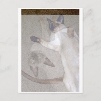 Cartão Postal Gatos Voadores