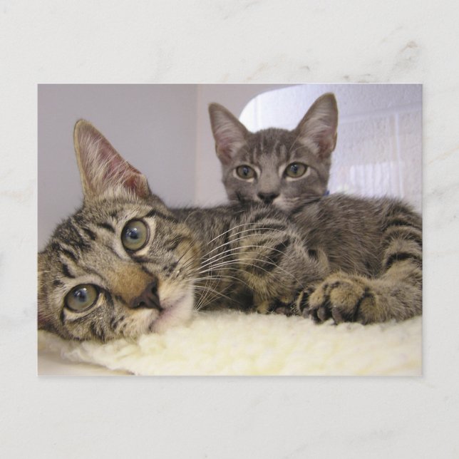 Cartão Postal Gaven & Grover (Frente)