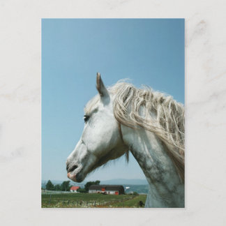 Cartão Postal Gazando Cinzas Vedadas