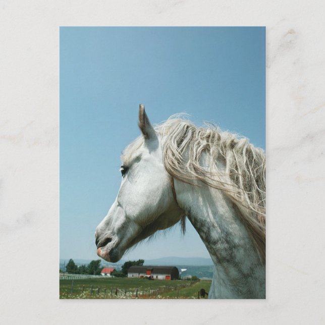 Cartão Postal Gazando Cinzas Vedadas (Frente)