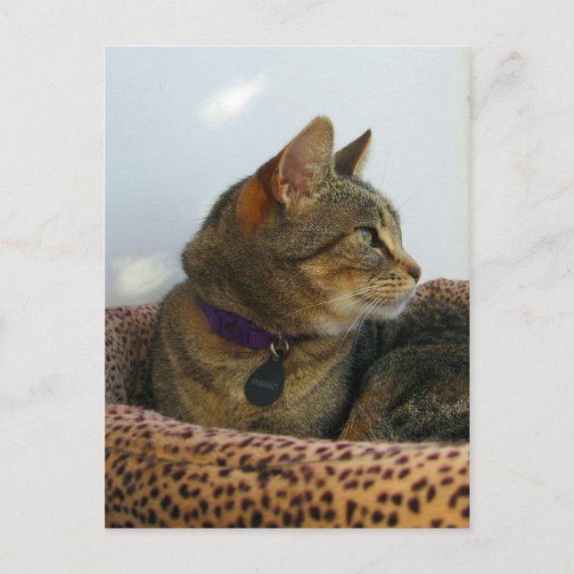 Cartão Postal Gazando Indigo (Frente)