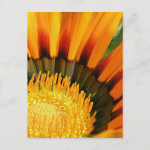 Cartão Postal Gazania